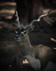 Fototapeta premium black buck with long antlers