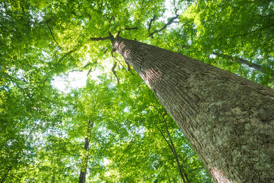 An old growth tulip poplar tree reaches into the canopy at the Joyce Kilmer Memorial Forest, North Carolina