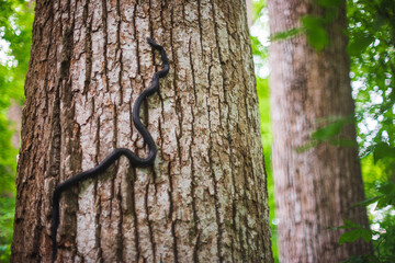 A rat snake climbs an old growth Tulip Poplar at the Joyce Kilmer Memorial Forest, North Carolina