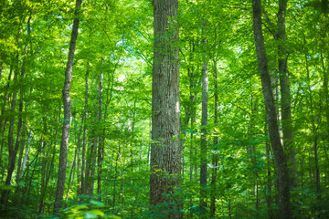 Old growth tulip poplar trees in the Joyce Kilmer Memorial Forest, North Carolina