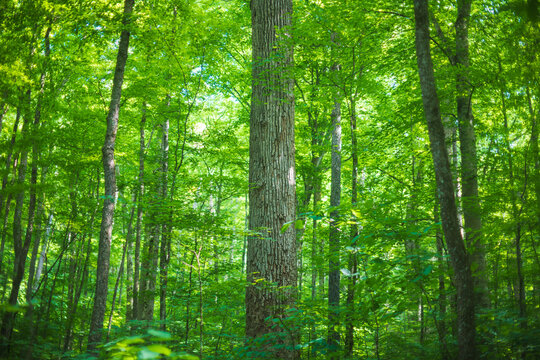 Fototapeta Old growth tulip poplar trees in the Joyce Kilmer Memorial Forest, North Carolina