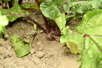 The picture shows ripened beets in the garden, their leaves and fruit.