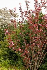 Japanese cherry royal burgundy or Prunus Serrulata plant in Saint Gallen in Switzerland