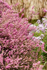 Darley dale heath or Erica X Darleyensis plant in Saint Gallen in Switzerland