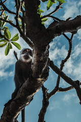 Obraz premium Monkey at Uluwatu Temple, Bali