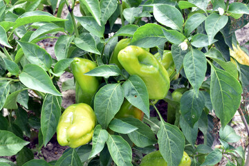Close-up of a sweet bell pepper bush on the branches of which bell pepper pods ripen.