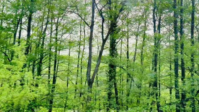 Nature in the forest in summer, view from the train window.