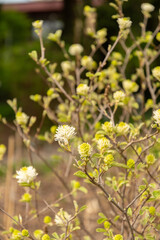 Witch alder or Fothergilla Gardenii plant in Saint Gallen in Switzerland