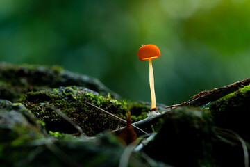 red brown wild mushroom growing on mossy surface, with natural bokeh background