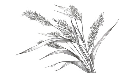 Panicum miliaceum cereal field crop. Proso millet wit