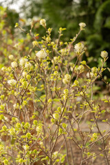 Witch alder or Fothergilla Gardenii plant in Saint Gallen in Switzerland