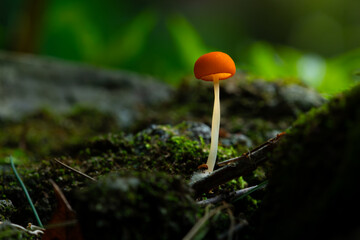 red brown wild mushroom growing on mossy surface, with natural bokeh background