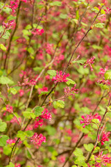 Red flower currant or Ribes Sanguineum plant in Saint Gallen in Switzerland