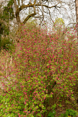 Red flower currant or Ribes Sanguineum plant in Saint Gallen in Switzerland
