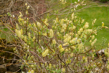 Halberd willow or Salix Hastata plant in Saint Gallen in Switzerland