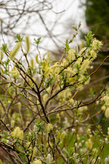 Halberd willow or Salix Hastata plant in Saint Gallen in Switzerland