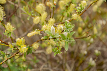 Halberd willow or Salix Hastata plant in Saint Gallen in Switzerland