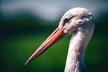 white billed stork portrait