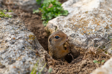 European ground squirrels in a hole