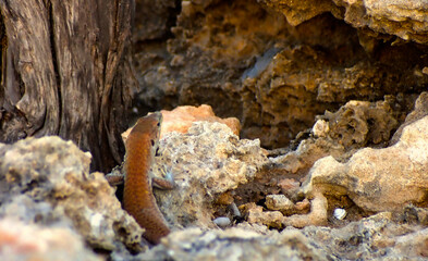 Lucertola sulle rocce 2211
