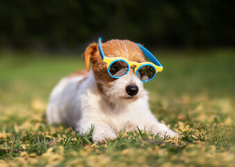 Funny lazy cute dog puppy with sunglasses as resting in the grass in summer