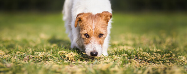 Cute pet dog smelling, sniffing in the grass. Puppy walking banner.
