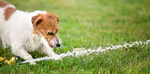 Banner of funny thirsty dog as playing with splashing water and drinking in the grass in a hot...