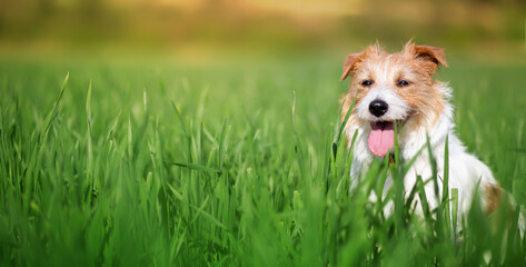 Happy panting dog sitting in the grass. Walking, hiking with pet, summer background or banner.