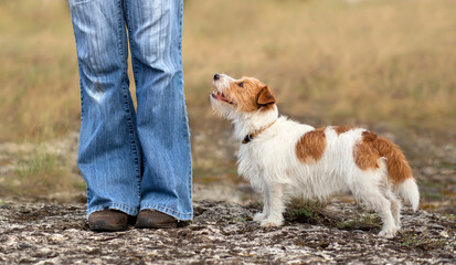 Happy jack russell terrier dog looking at her trainer owner. Walking with pet and obedience training.