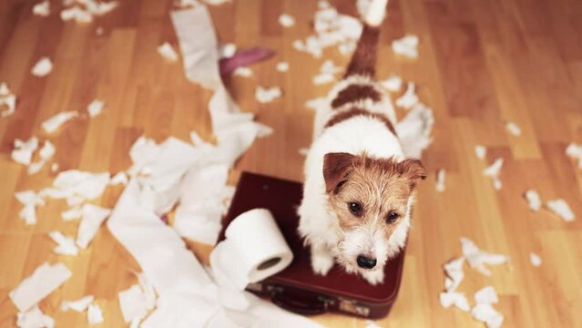 Playful, active naughty dog after biting, chewing a toilet paper. Hyperactive, active puppy training.