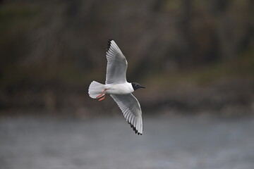 Gull in flight