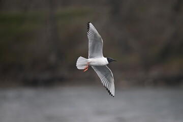 Gull in flight