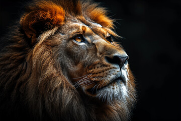 Fototapeta premium A majestic lion's portrait against the darkness, symbolizing strength and magnificent beauty