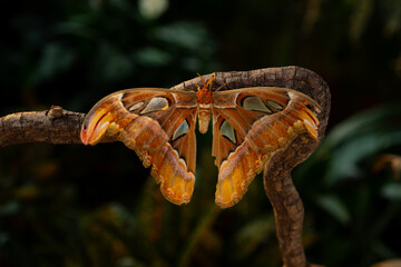 Big atlas moth Attacus atlas on tree branch, with natural bokeh background
