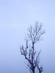 dry tree on blue sky background at drought or dry season with no leaves on the branch and remind about the broken soul