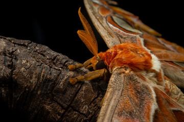 Big atlas moth Attacus atlas close up on tree branch, with dark background