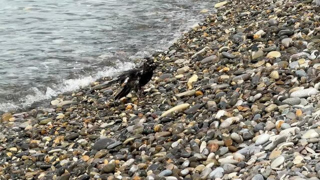 The bird got wet on the pebble seashore.