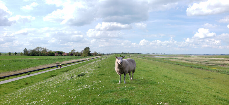 Deichschaf an der Radstrecke am Deich bei Krummh&ouml;rn, Ostfriesland