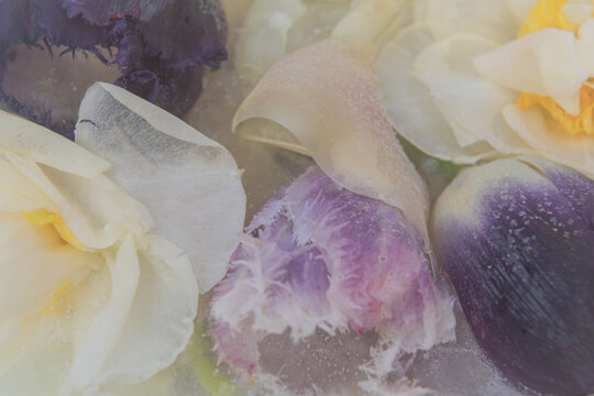 frozen white and purple tulip flowers in ice, water and milk