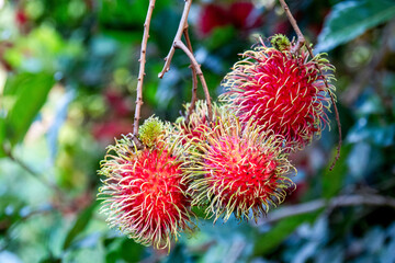 Fresh rambutan fruit on the tree is ripening, bright red, delicious to eat in the orchard.