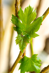 Young grapevine shoots.Close-up of the young leaves of the grapevine.