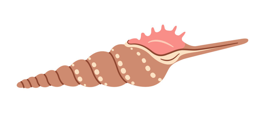 Hand drawn Shin-bone Tibia Seashell. Modern flat style seashell illustration isolated on white background. Souvenir. Vector illustration