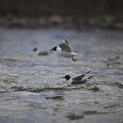 FRANKLINS GULL