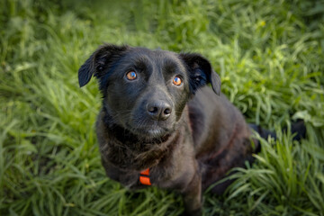 A black fur female dog sits on the green grass and looks right toward the camera lens.