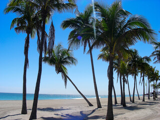 This is a photo of palm trees on a beach. The sky is blue and the sun is shining. There is an empty hammock hanging between two palm trees.

