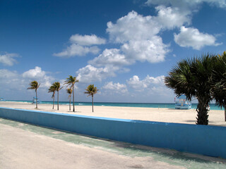 beach with palm trees