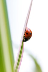 Fototapeta premium A vertical macro portrait of a small red and black ladybug with black spots or coccinellidae walking down a green blade of grass. The tiny insect is a hunter.