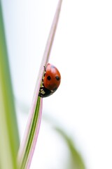 A closeup portrait of a small red and black ladybug with black spots or coccinellidae walking down a green blade of grass. The tiny insect is a hunter.