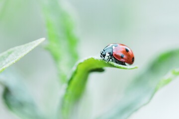 A macro portrait of a small red and black ladybug with black spots or coccinellidae sitting on the tip of a blade of grass. The tiny insect is searching and hunting.