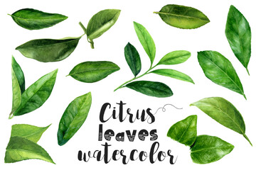 a set of watercolor citrus fruit leaves on a white background